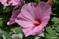 ピンクの花Ⅱ