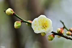 花言葉は『気品」