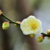 花言葉は『気品」