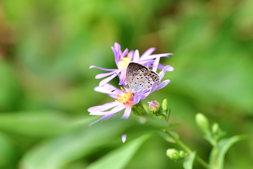 初秋の花と蝶①