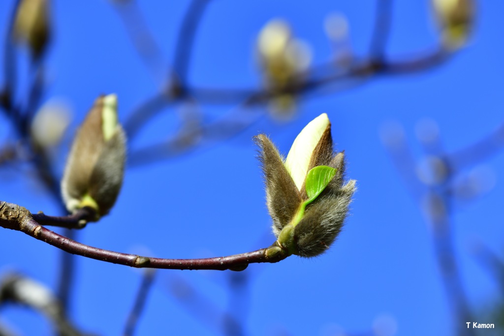 もうすぐ開花