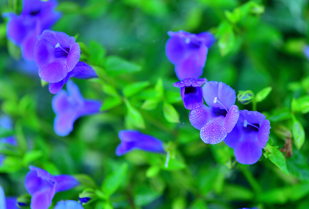 青い花