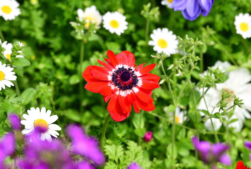 春の花壇