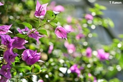 紫の花と玉ボケ