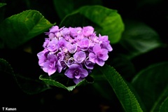 「移り気」な花②