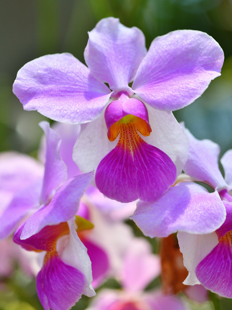 華麗なる温室の花達1⃣