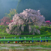 本郷の滝桜