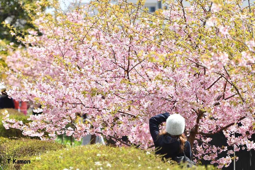 河津桜とカメラマン②
