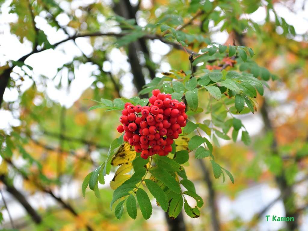 カナダで見つけた紅葉①