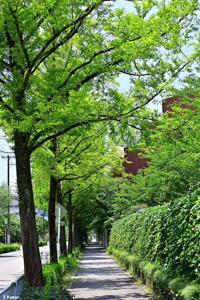 緑の歩道