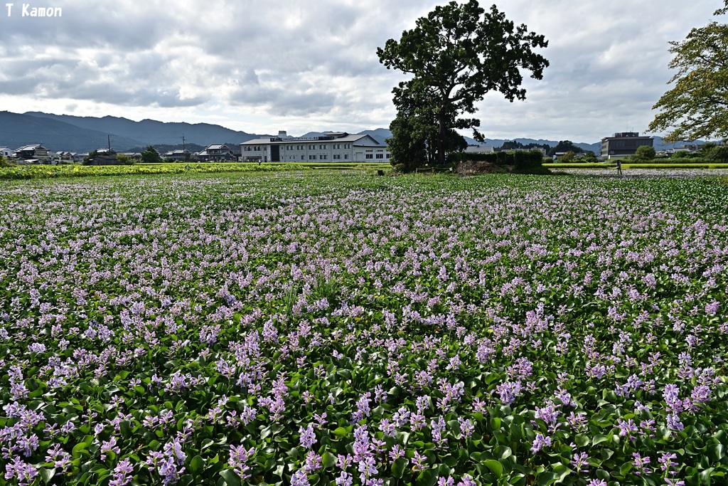 ホテイアオイの絨毯