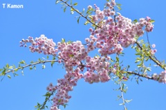 五稜郭公園の桜③