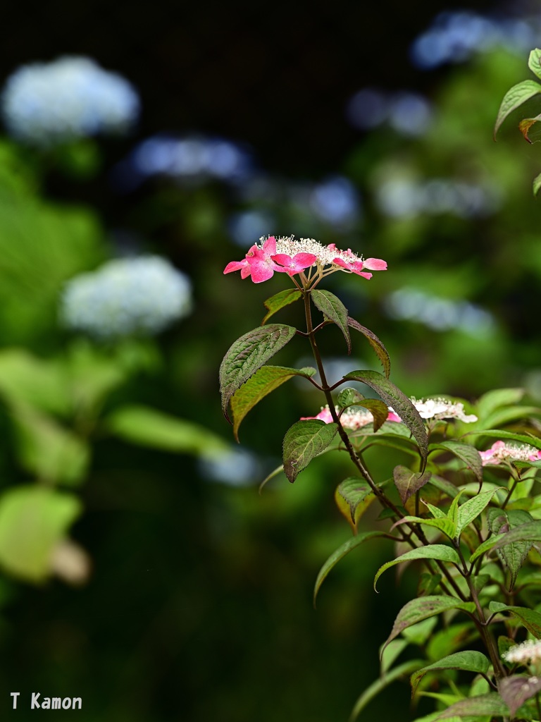 紅一点