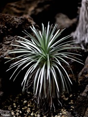 ハワイの希少植物 銀剣草