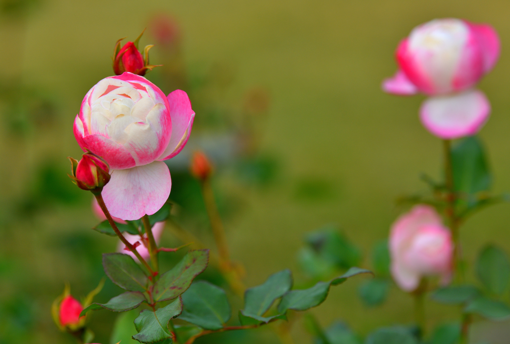 冬の薔薇➋～グッドモーニング～