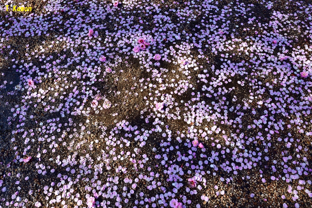 雨上がりの朝