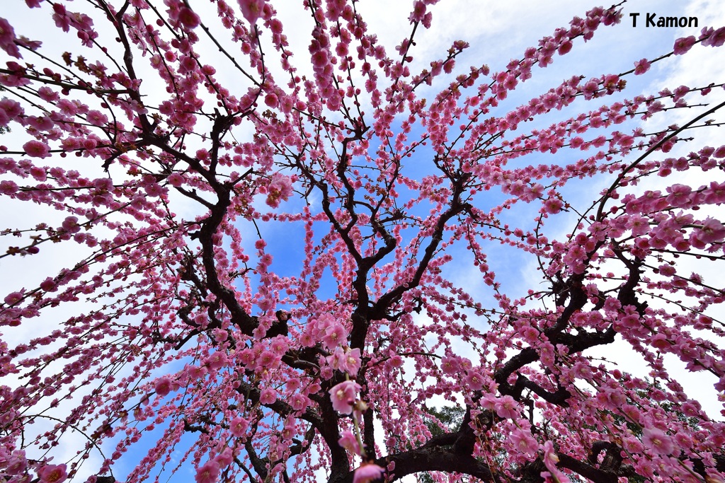結城神社の枝垂れ梅⑥青空