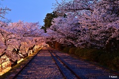 桜のトンネル