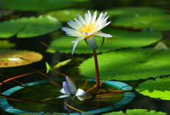 二月の熱帯スイレン②