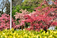 三色の早咲き桜+α