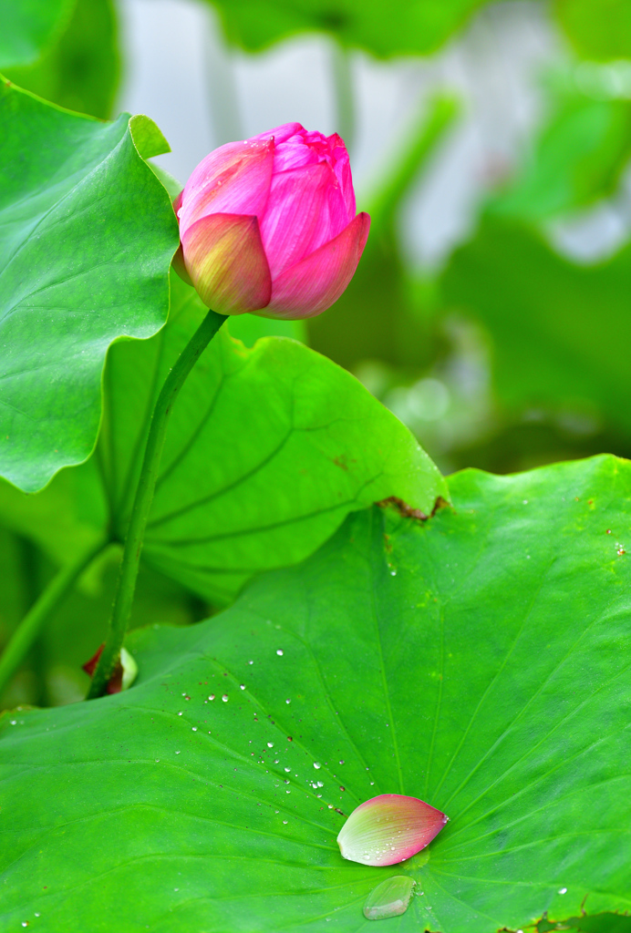 落下したひとひらの花びら