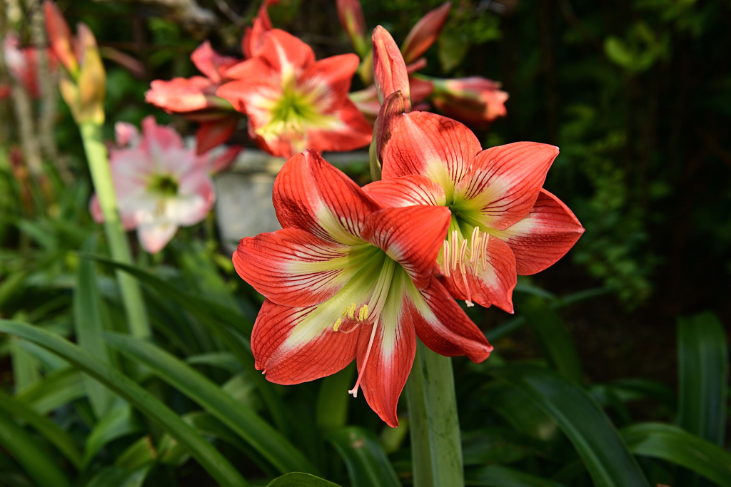 アマリリス～沖縄の花①