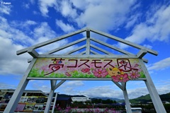 夢コスモス園