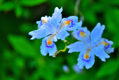木陰に咲く花