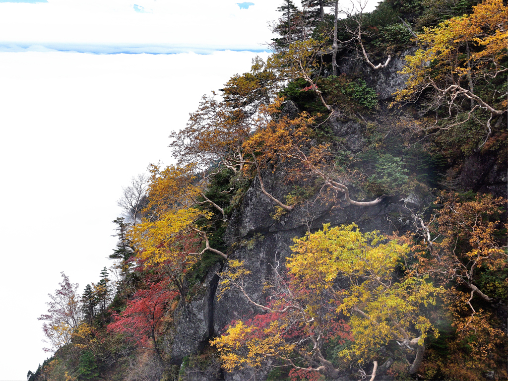 雲海の中の紅葉