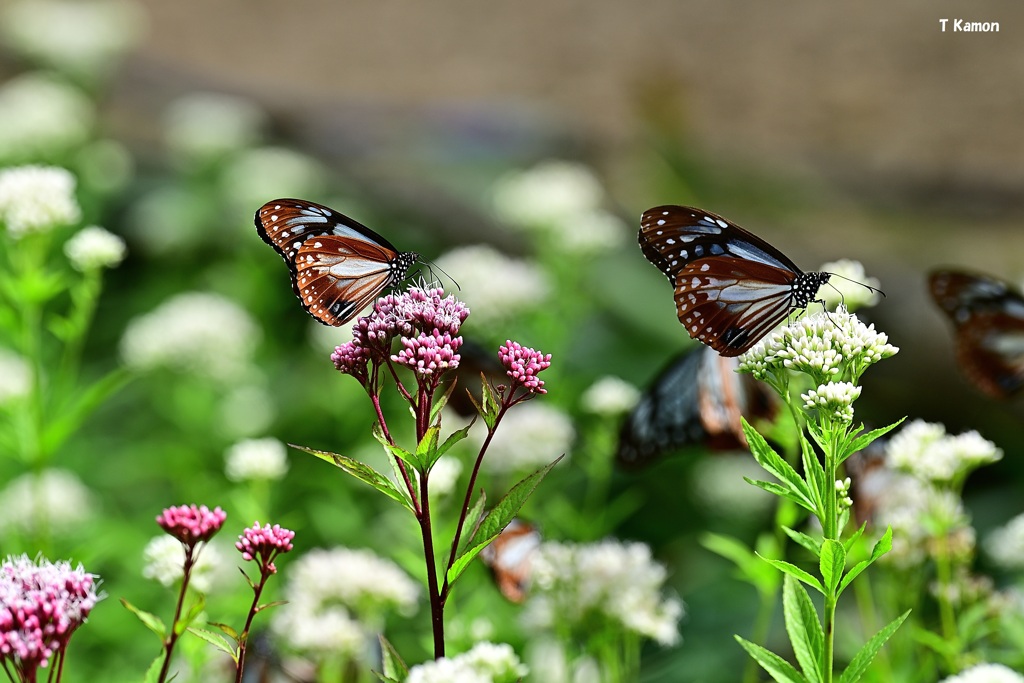 紅と白のフジバカマの花に１頭づつ