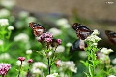 紅と白のフジバカマの花に１頭づつ