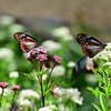 紅と白のフジバカマの花に１頭づつ