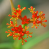 徳利油桐(トックリアブラギリ)の花