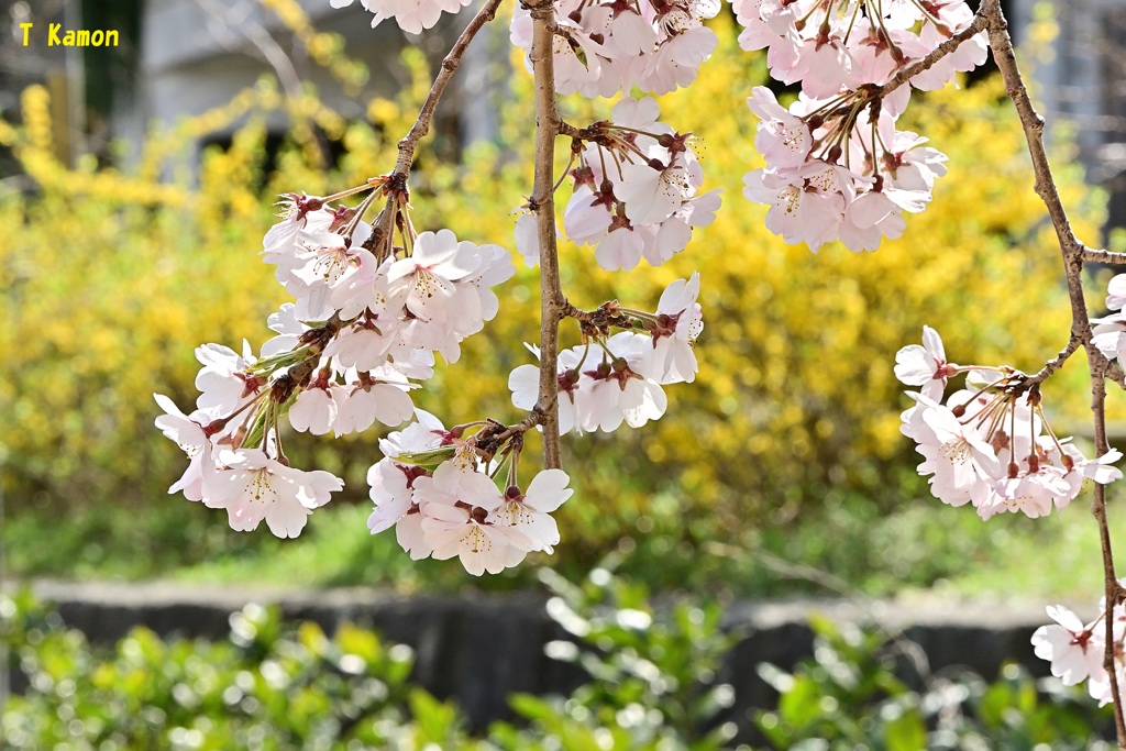 2019桜～西宮震災公園③