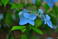 冬紫陽花