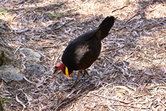 食べられない「七面鳥」