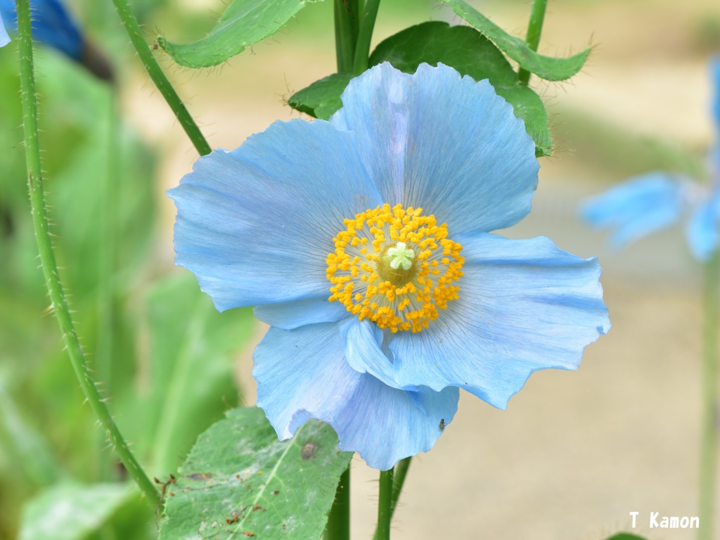 薄い青い色が美しい花 By かもんチャン Id 写真共有サイト Photohito