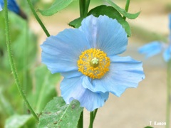 薄い青い色が美しい花