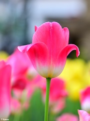 愛の芽生え