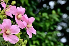 夏の花