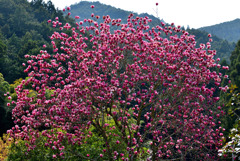 山里の春