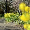 黄色い並木道