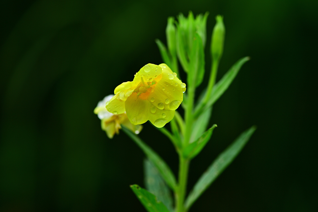 夏の終わりの高原の草花④