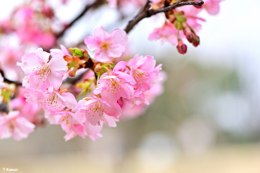 河津桜