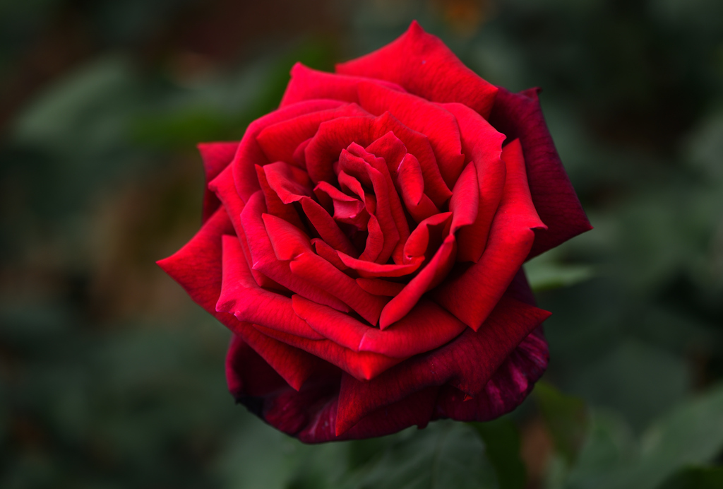 Rose of May ⅳ