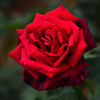 Rose of May ⅳ