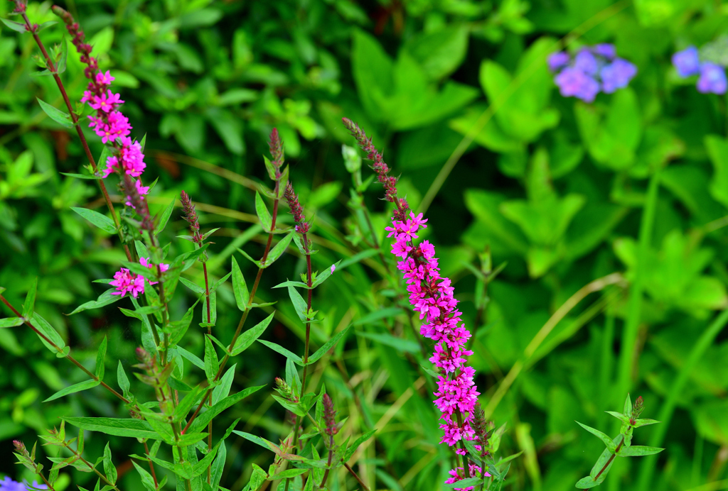 野の花