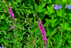 野の花