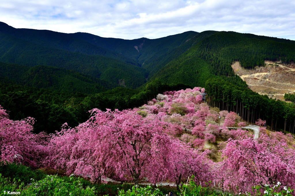 高見の郷～千本のしだれ桜①
