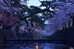 「朝」桜